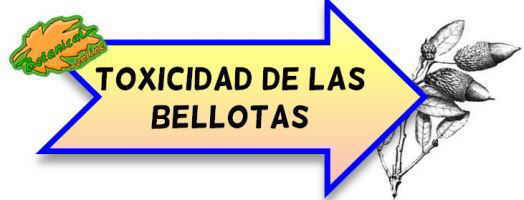 toxicidad de las bellotas