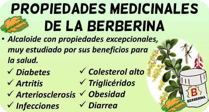 propiedades medicinales y beneficios suplemento berberina