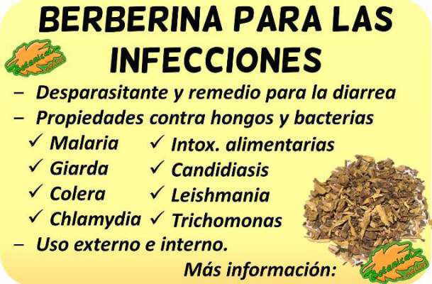 propiedades berberina parasitos infecciones candida bacterias antibiotico natural