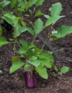 planta de berenjena en un huerto