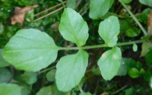 Hoja de berro o mastuerzo de agua