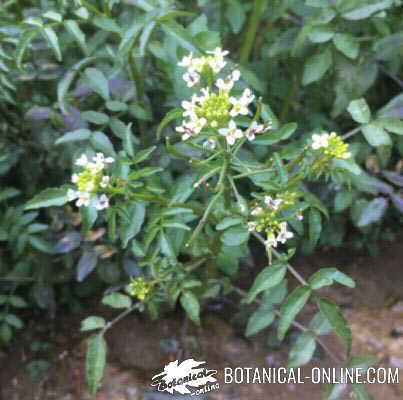 berros planta flor frutos