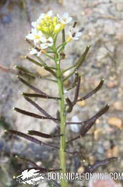 berros planta flor frutos