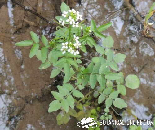 foto planta berro con flor hojas