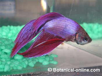 Pez betta en acuario