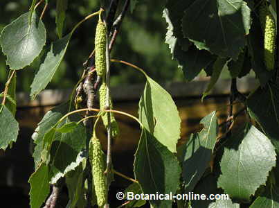 foto de hojas y frutos de abedul