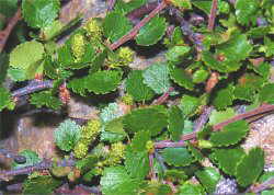betula nana abedul enano