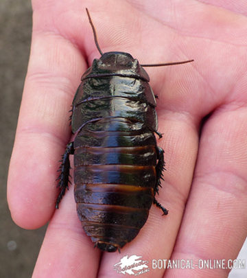 cucaracha gigante de Madagascar