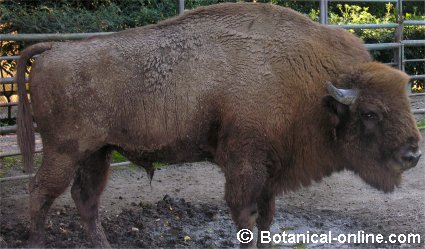 bisonte europeo