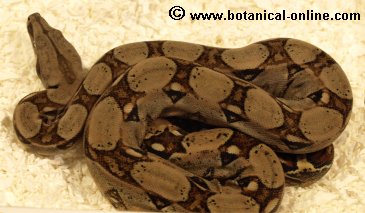 Boa constrictor 2