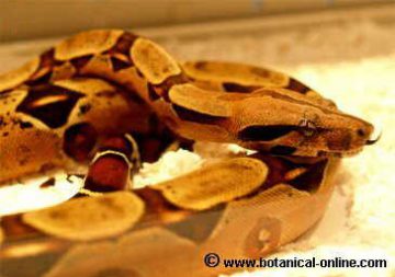 Boa constrictor