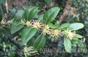 rama de boj con flores