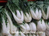 Col china Bok choy