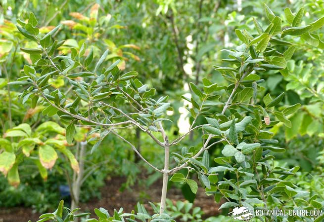 Caracteristicas Del Boldo Peumus Boldus Botanical Online