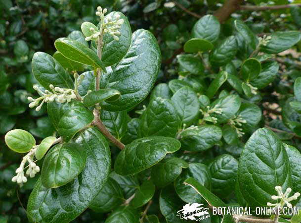 planta hojas de boldo