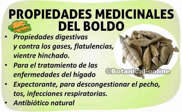 propiedades medicinales del boldo y sus beneficios para curar enfermedades