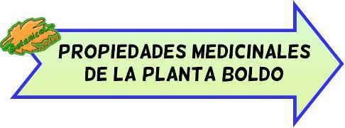 propiedades medicinales boldo