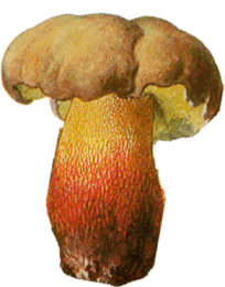 boletus calopus