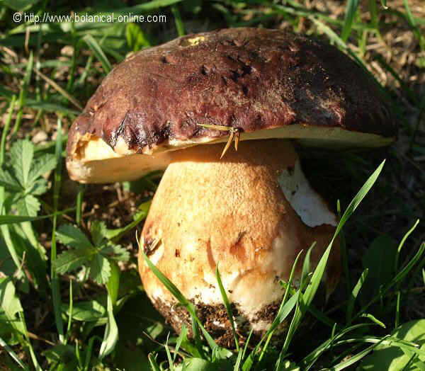 boletus pinophilus