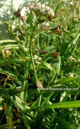 Fotografía de bolsa de pastor, Capsella bursa pastoris