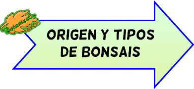 origen tipos de bonsais