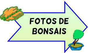 fotos de bonsais