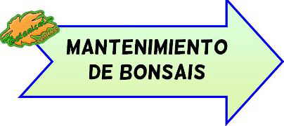 mantenimiento bonsais