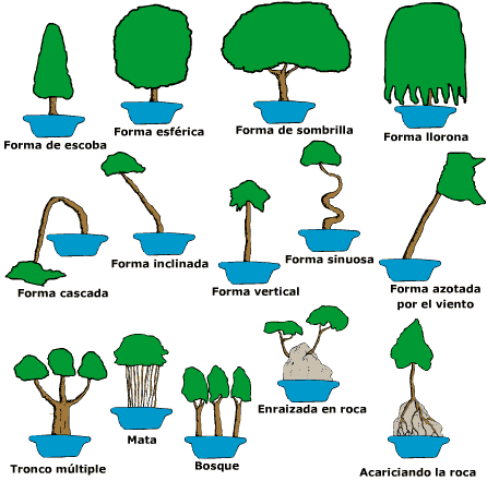 formas plantado bonsais