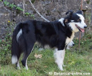 border collie