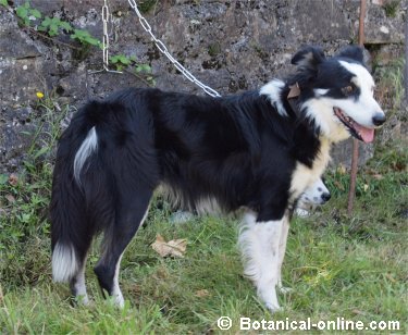 Border Collie