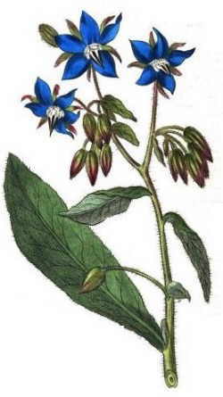 borraja botanical