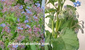 borago officinalis