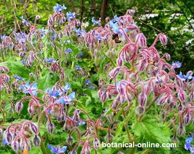 borraja planta medicinal