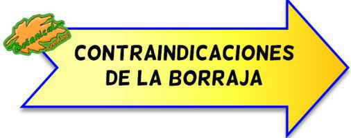 contraindicaciones borraja