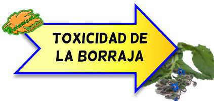 toxicidad de la borraja