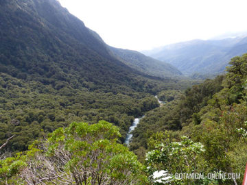 milford sound