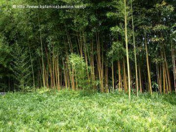 bosquecillo de bambus