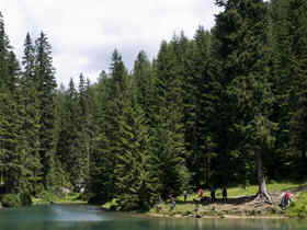 bosque coniferas