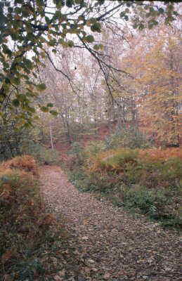 bosque otoño