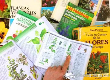 botanica estudio plantas guias de campo