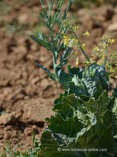 Brassica oleracea