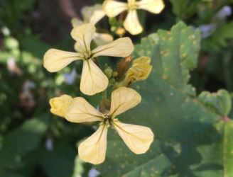 brassicaceas 4 petalos