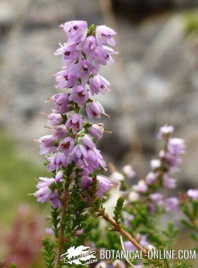 brecina brezo habitat silvestre