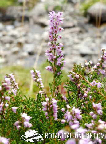 brecina brezo habitat silvestre