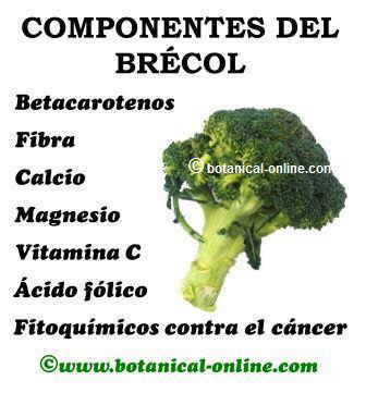 Componentes del brecol o brocoli para la salud: fibra antioxidantes betacarotenos vitamina c acido folico magnesio calcio