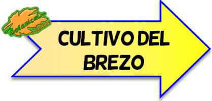 cultivo del brezo