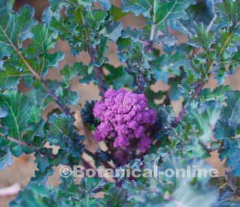 brocoli cultivo de brecoles