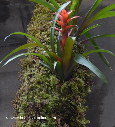 Bromelia sobre un tronco, a su vez cubierto de musgo