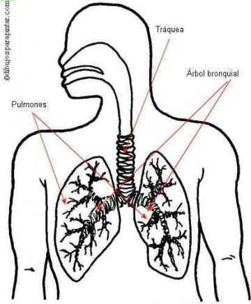 pulmones