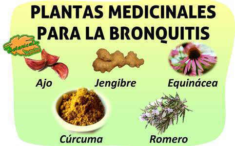 tratamiento natural remedios con plantas para la bronquitis resfriado y tos